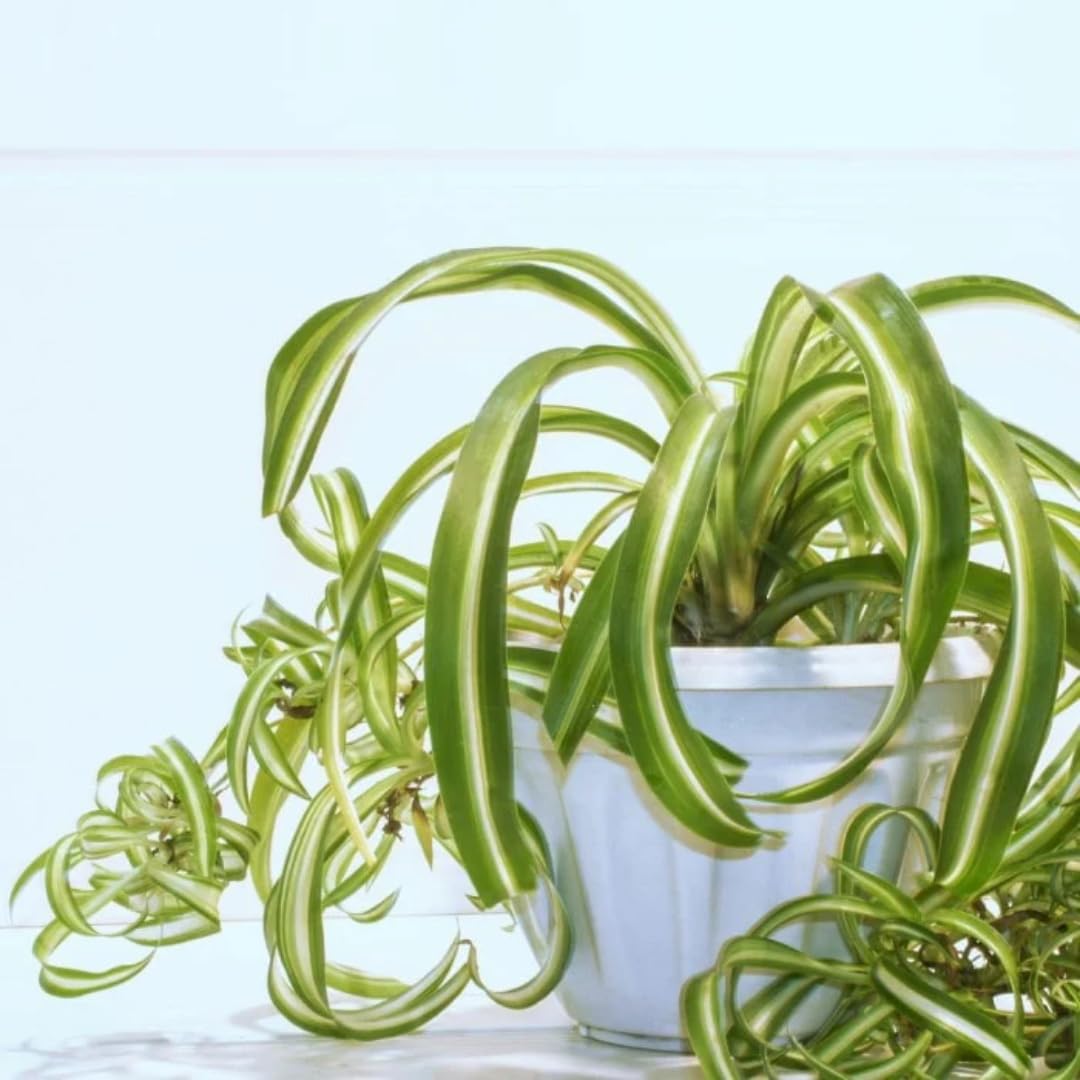 Airplane Spider Plant Live, Curly Spider Plants Live Houseplant in 4 Inches Pot, Indoor Oudoor Decor, Can Grow in Hanging Basket