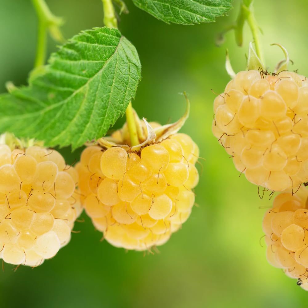 2 Fall Gold Raspberry Plants Live, Sweet Raspberry Bush Shrub to Grow, Well-Rooted 4-8" in Tall, Cold Hardy