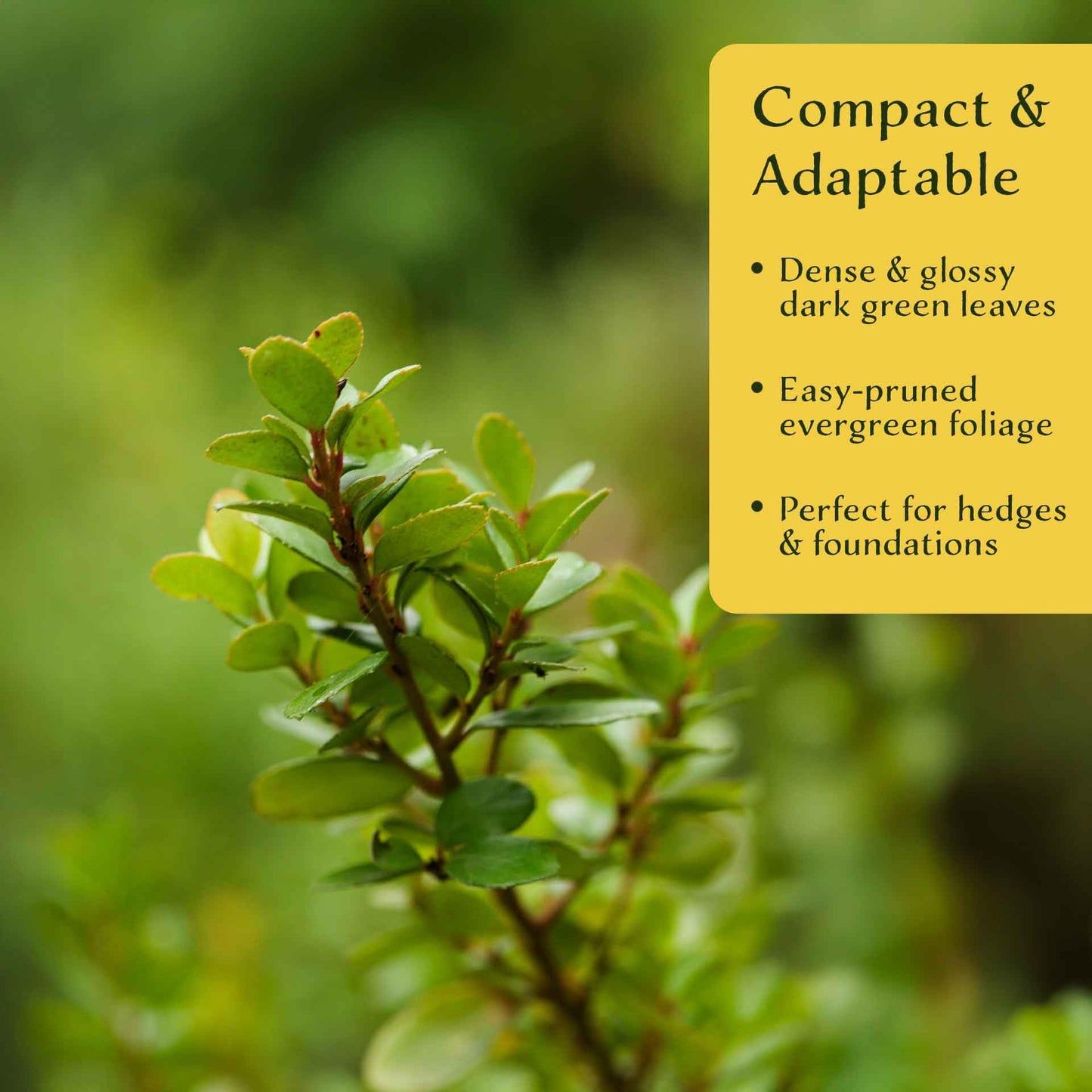 3 African Boxwood Myrsine – Dense Evergreen Shrub for Low Hedges, Borders & Topiary Landscapes (Myrsine africana) in 2.5” Cubes, Live Plants