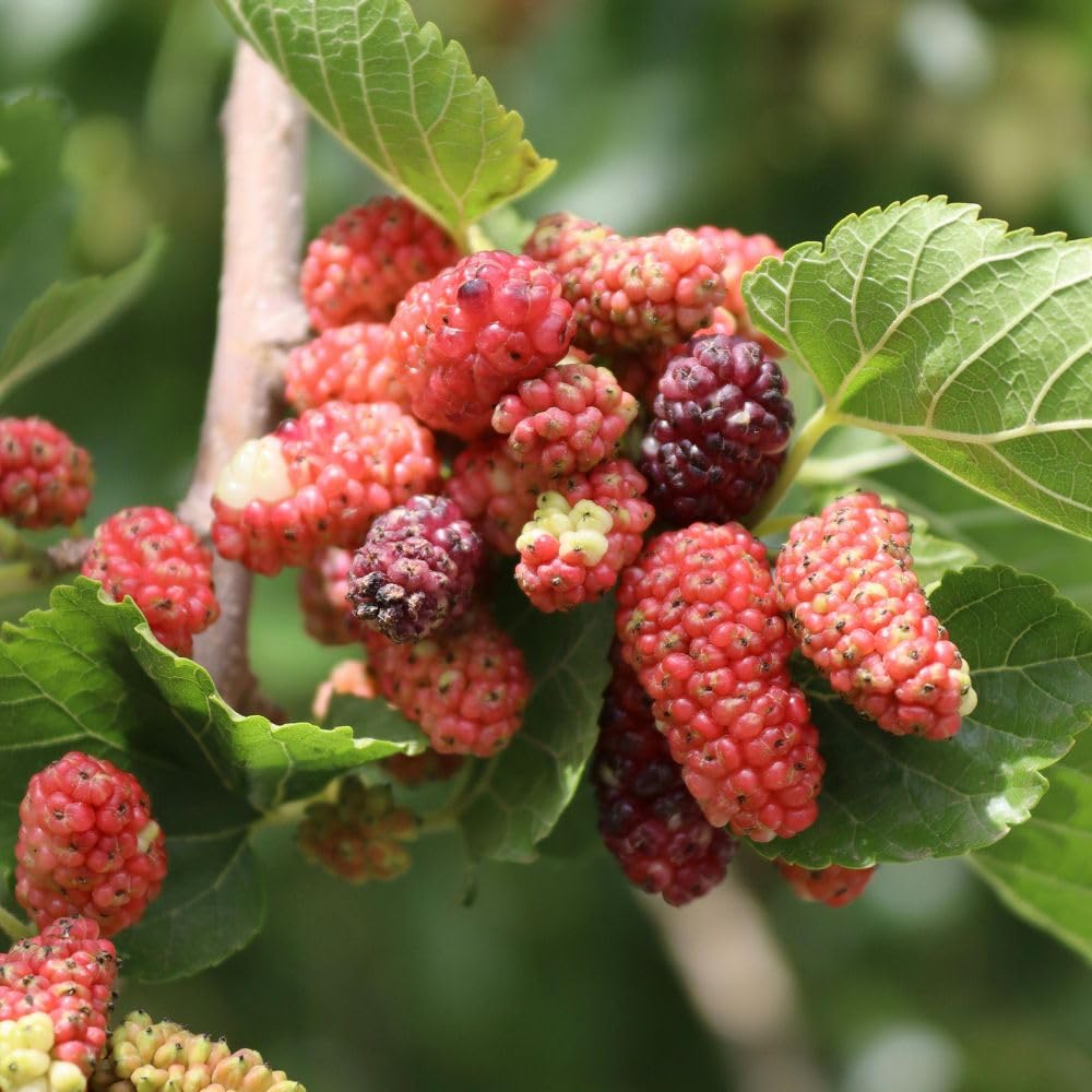 Red Mulberry Fruit Plant Live 6-8 Inches Tall, Sweet Mulberry Live Plant for Planting Outdoor Garden