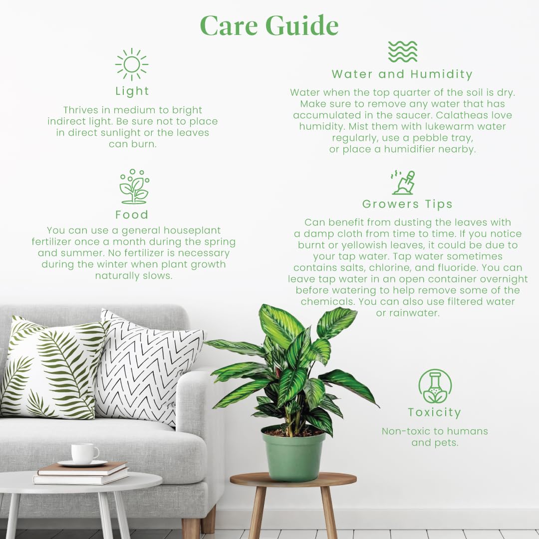 American Plant Exchange Live Calathea 'Beauty Star' – 6-Inch Pot Cover – Pet-Friendly Tropical Houseplant with Striped Green Leaves for Low Light Homes, Offices, Shelves & Indoor Décor