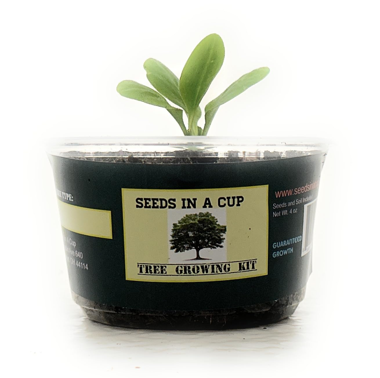 Seeds In A Cup: Tree Grow Kit | Easy to use | Educational | Memorial Gift | Plant It for The Planet | Grow Your Own Tree |Wide Selection to Choose from (Orange)