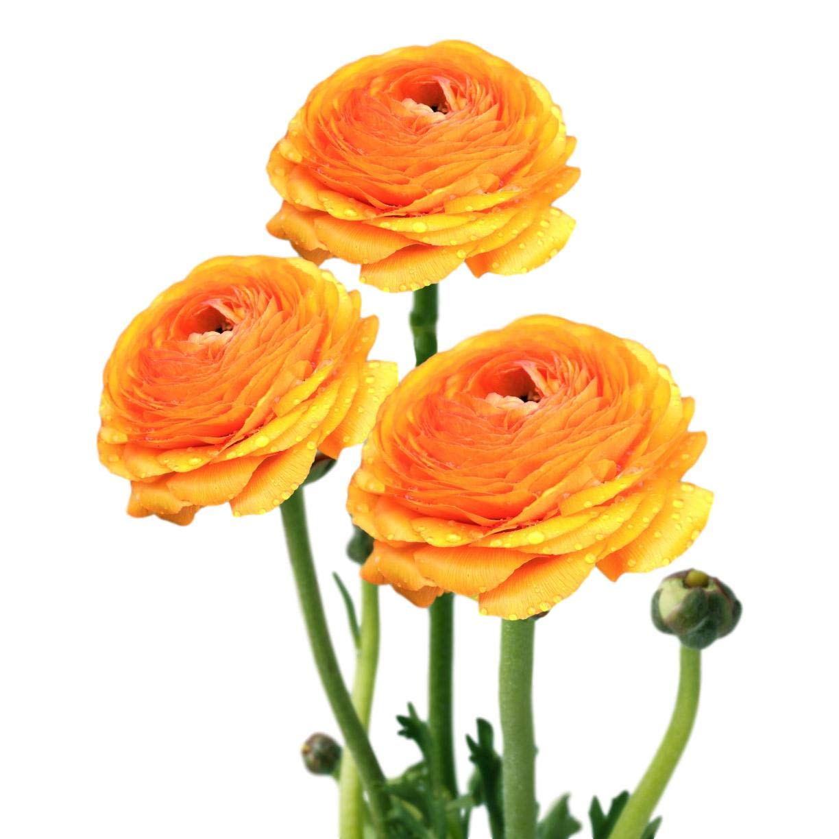 Easy to Grow Ranunculus Tecolote Gold 10 Flower Bulbs - Spring Golden Orange-Yellow Blooms in Sun, Carlsbad Flower Fields, Great for Cutting