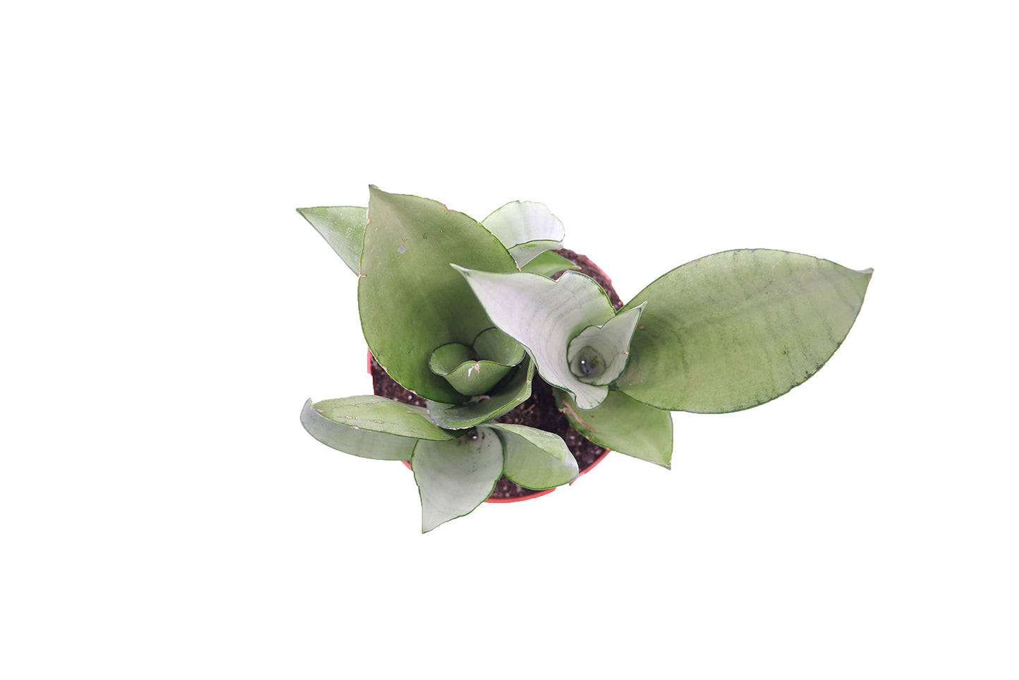 Sansevieria Moonshine (Trifasciata) - 6'' from California Tropicals