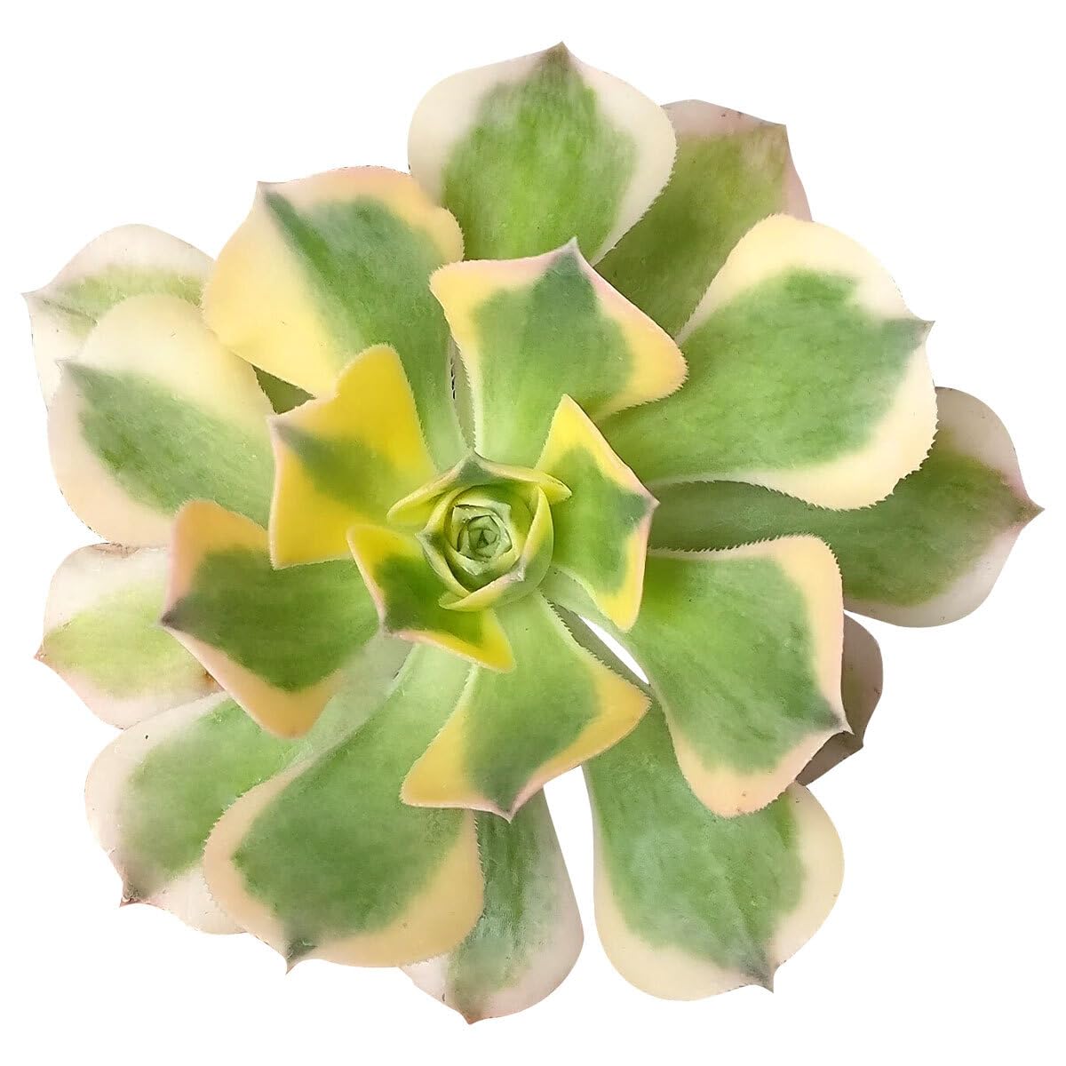 Aeonium Sunburst Copper Pinwheel - Live Succulent Plant, 4 Inch Pot, Variegated Green Yellow Rosette Leaves with Pink Edges, Easy to Care Plant for Home Garden Decor, Plant Gifts (Plastic Pot, 4 Inch)