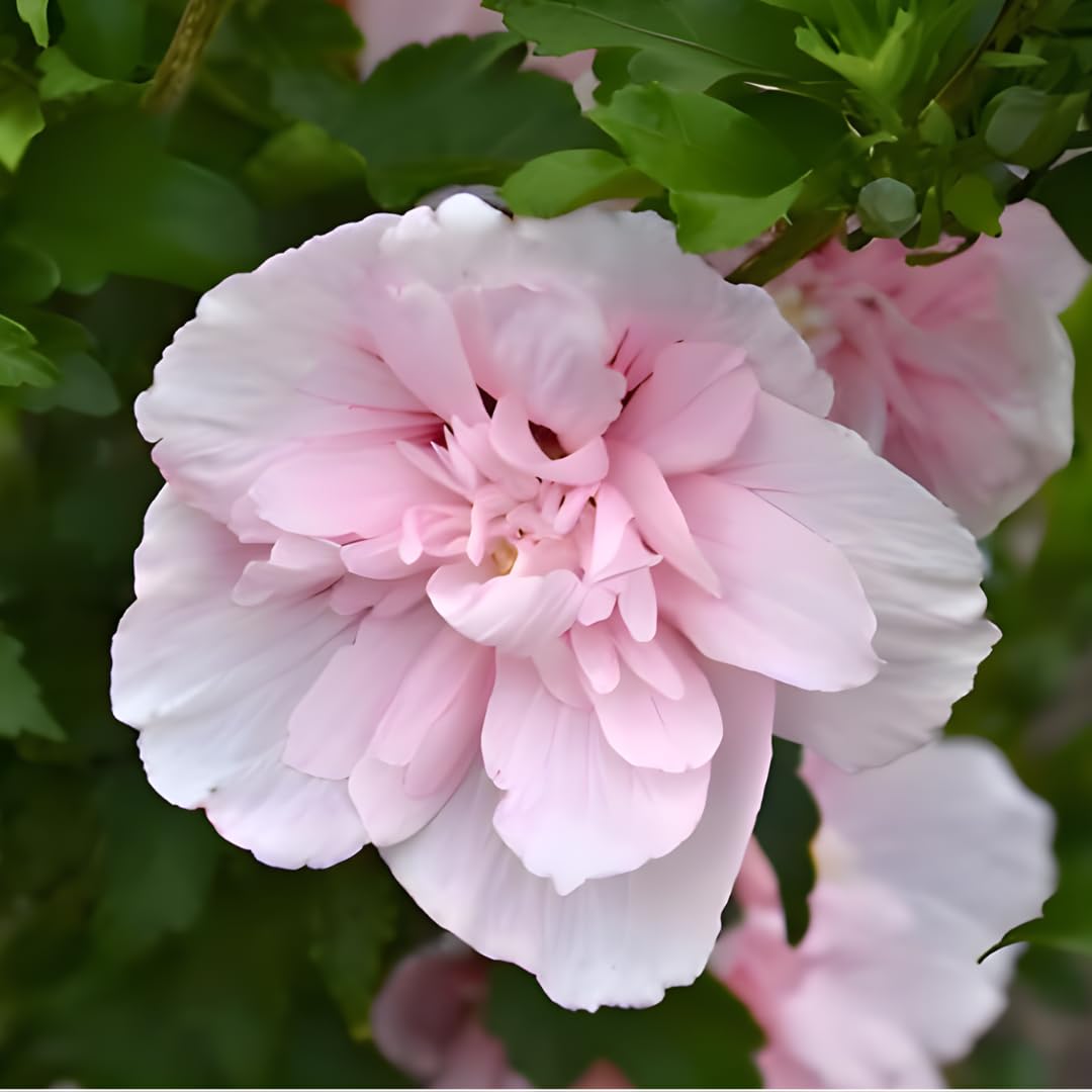 2 Rose of Sharon Tree Live Plant - Pink Althea, 1–2 Feet Tall Pink Hibiscus Syriacus, Flowering Shrubs for Outdoor Planting and Garden Beds, Dormant Plant