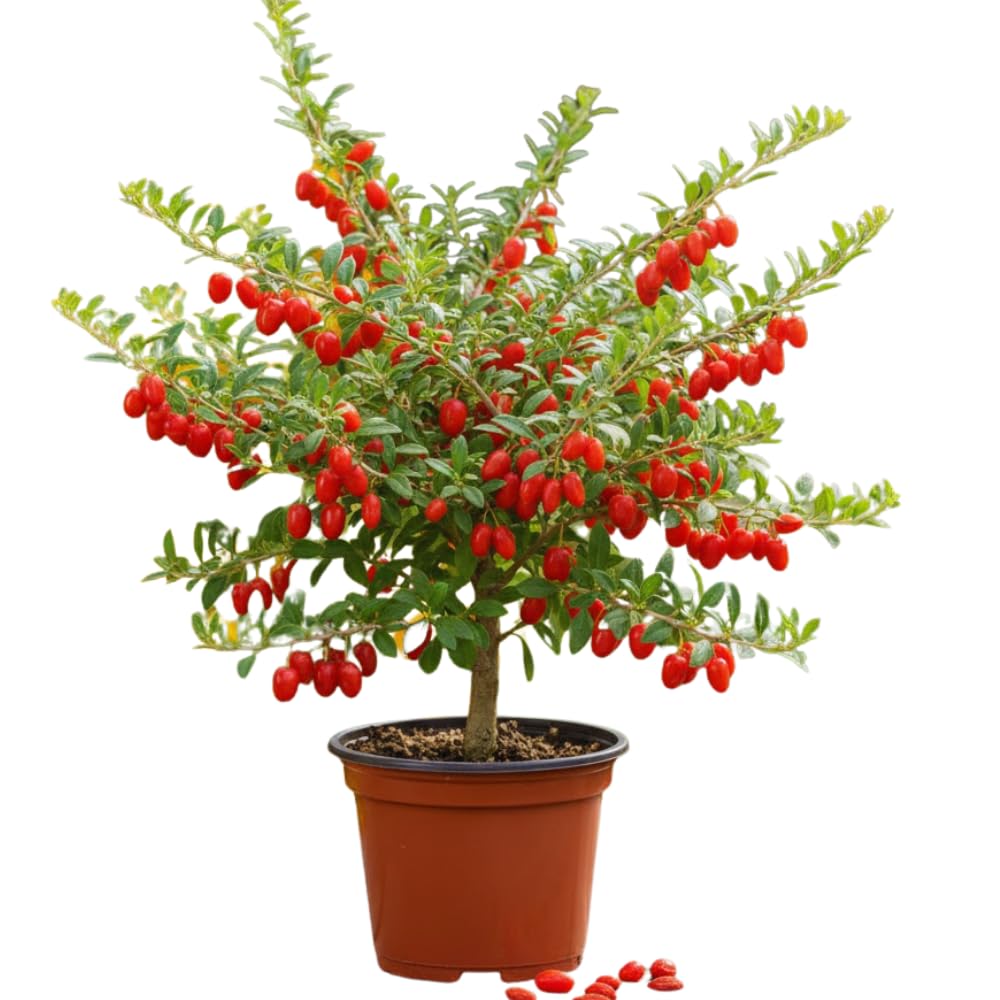 3 Red Goji Berry Plants Live, Goji Berry Tree Live Plant, 3-5'' Tall, Sweet Fruit Tree Gardening Outdoor Indoor, No Pot, Well Rooted