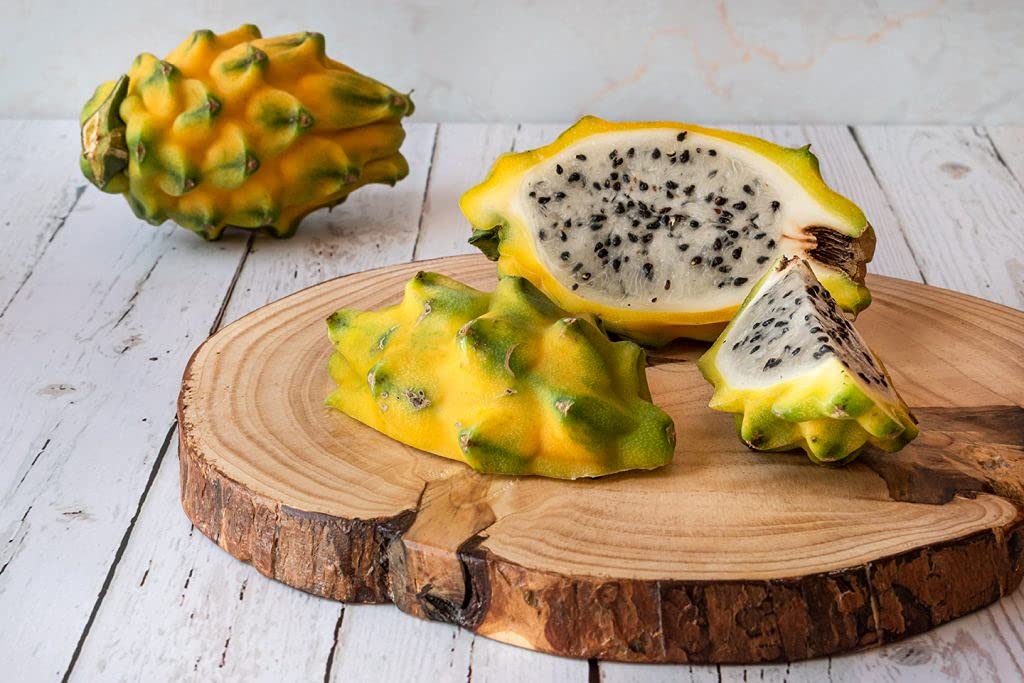 Yellow Dragon Fruit Cutting 8 Inc to 10 Inc Length for Planting 1 Cutting