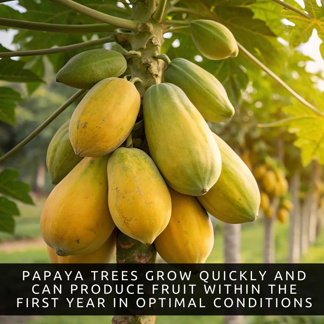 10 Dwarf Papaya Seed Sweet Fruit Tree Seeds for Planting - Grow Your Own Tropical Fruit Tree at Home, Patio, or Garden – Non-GMO, Fast-Growing, Edible Orange Fruits Perfect