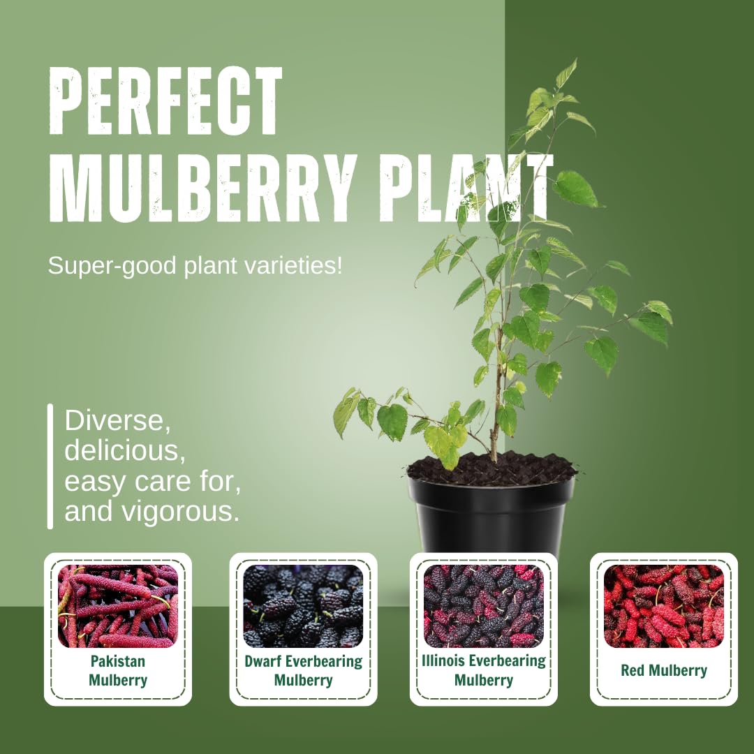 Mulberry Tree Live Plant, Mulberry Plant, Sweet and Edible Mulberries Fruit Seedlings for Patio and Garden, 6 to 8 Inches Tall (Red)