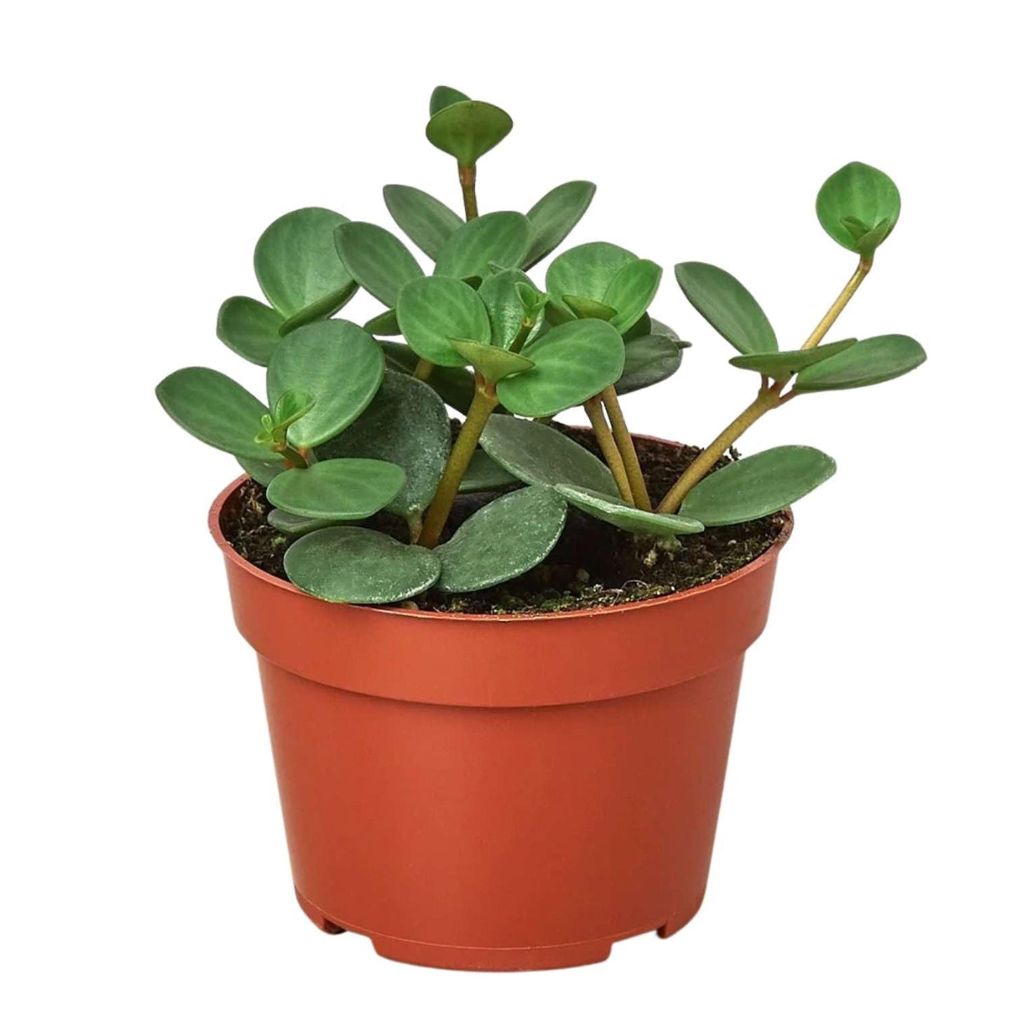 Peperomia Hope Live Plant for Indoor | Different Houseplants in 4'' & 6'' Pot | Real House Plant for Living Room, Office, Desk & Bathroom | Peperomia tetraphylla Hope