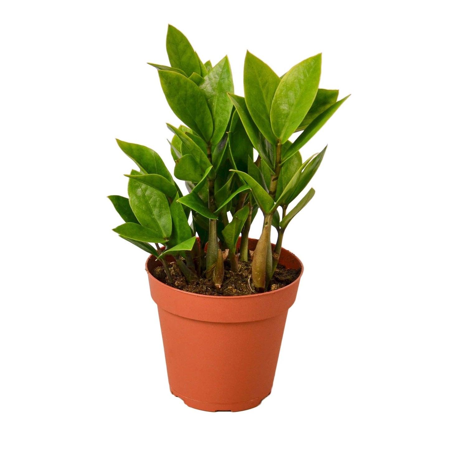 Zamioculcas Zamiifolia ZZ | Live Plant for Indoor & Outdoor | for Living Room, Office, Bathroom | (3" Pot)