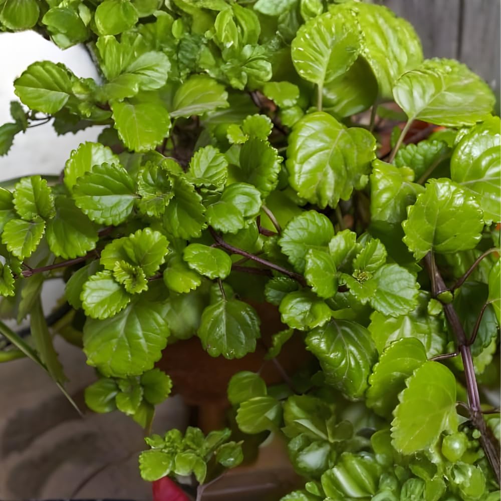 2 Swedish Ivy Plants Live House Plants, Swedish Ivy in 3.25 Inch Pot, Lush Trailing Greenery for Indoor Spaces, Desks & Window Areas, Easy to Grow