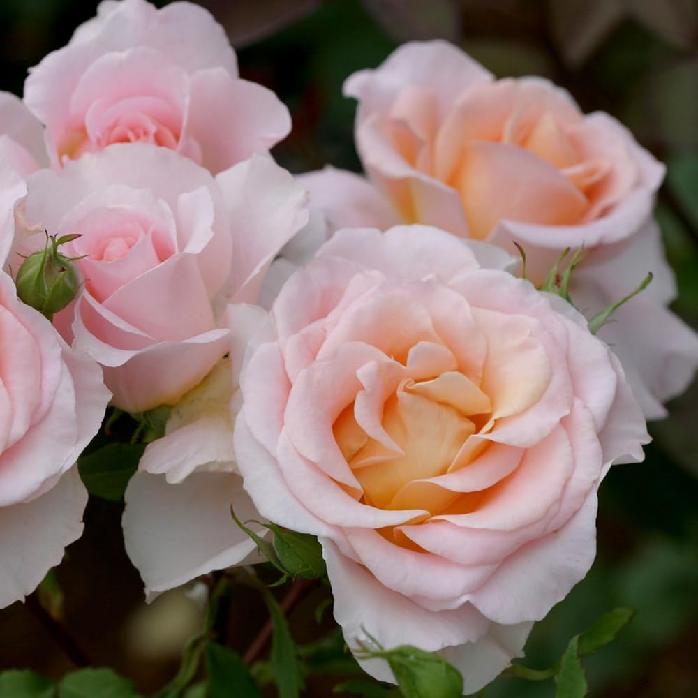 Heirloom Roses Fragrant Rose Bush - Desirée™ Live Potted Orange Rose Plant for Outdoor Planting