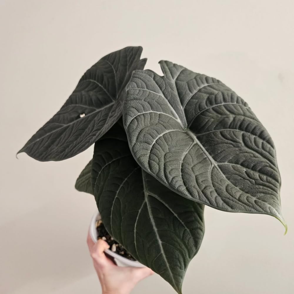 Alocasia Live Plant, Tropical Plant for Gift or Home Office Decor, Air Purifying, Rare Alocasia Plant Indoor from 2 to 4 Inches Tall (Grey Green)