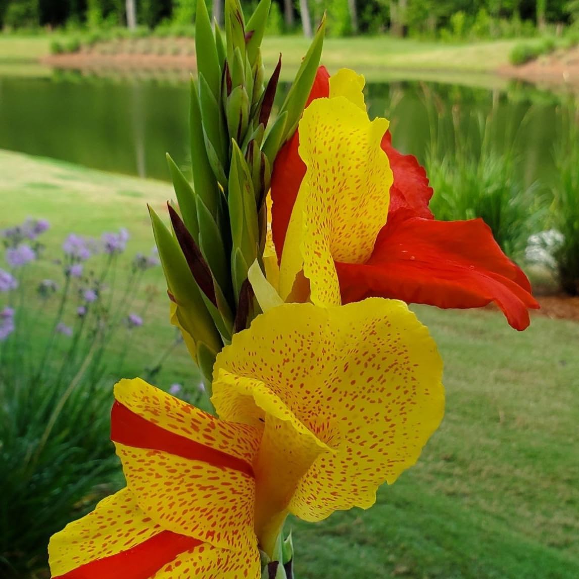 Cleopatra Canna Lily Bulb – Red and Yellow Bicolor Blooms, Tropical Garden Perennial, Zones 3–9, Summer Flowering Rhizome, 4–5 Ft Tall, 1 Bulb