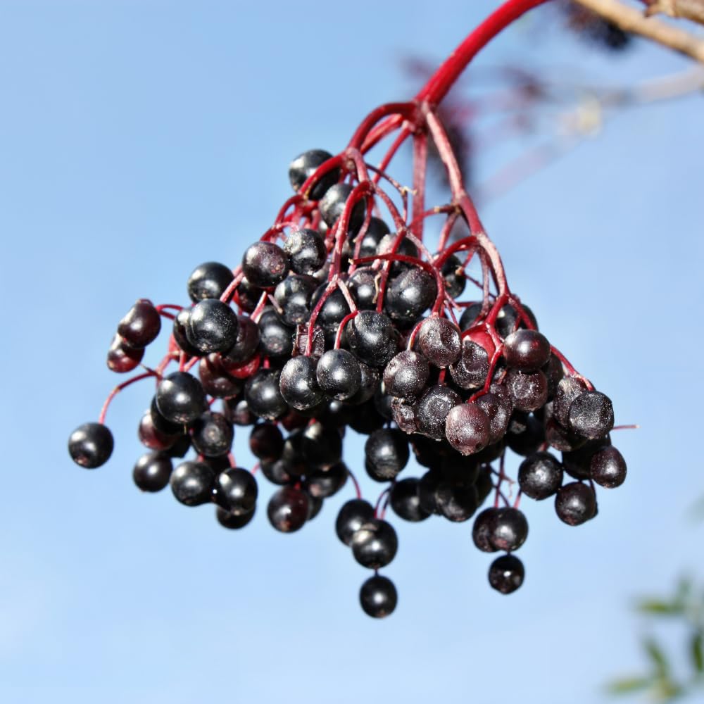 Black Elderberry Plant, Elderberry Bushes Live Plant, 2 to 3 Feet Tall, Edible Berry Bush for Perennial Garden, 1 Gallon Pot