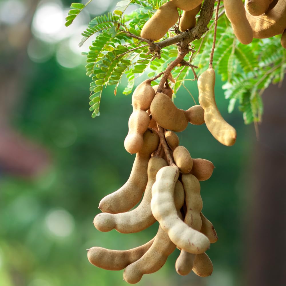 Tamarind Tree Plant Live, Tamarind Fruit Perennial Tropical Plants, Live Fruit Tree, 3 Feet Tall in 3 Gallon for Outdoor Gardening