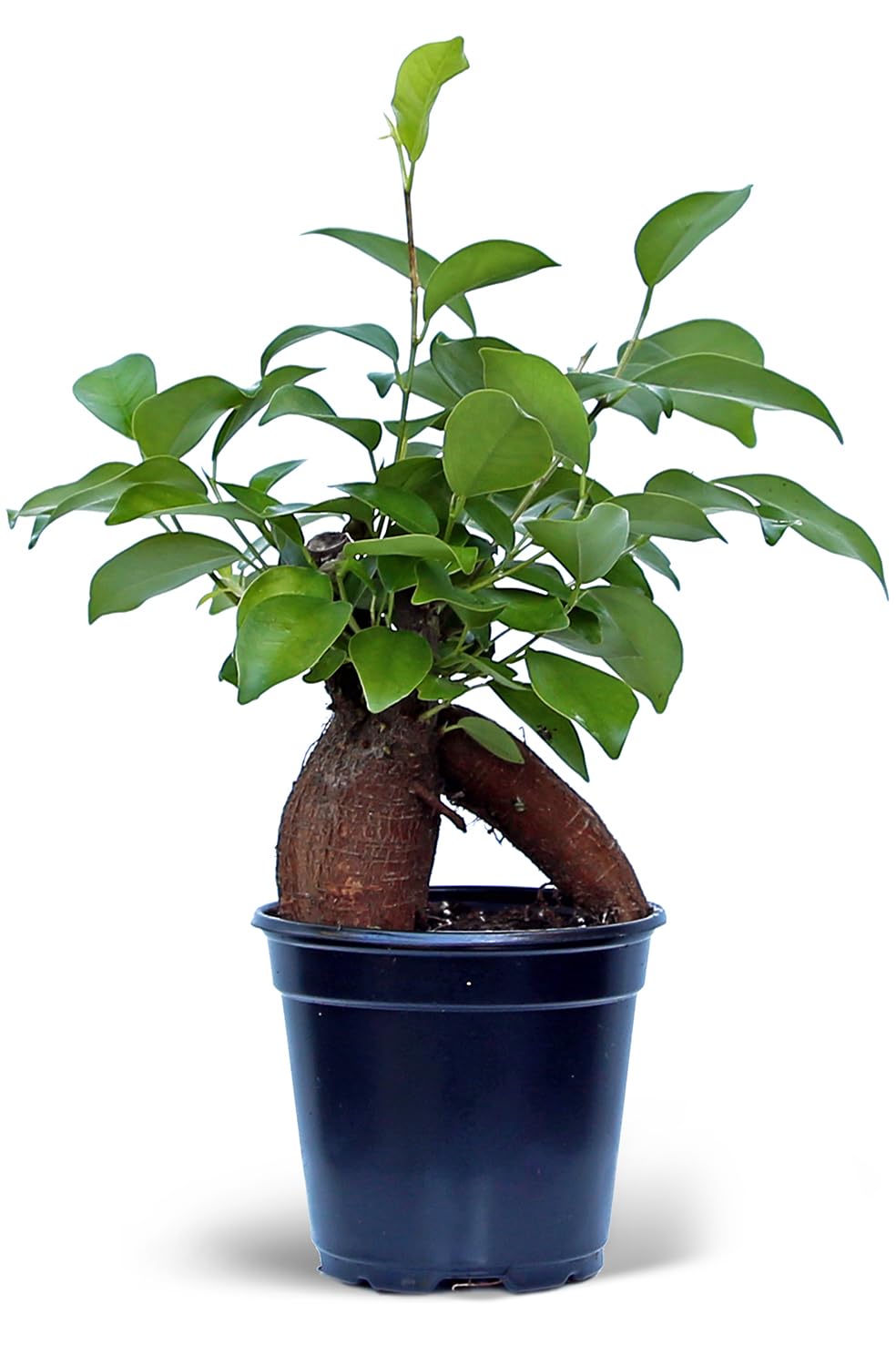 4 Pack Live Ginseng Ficus, Ficus Retusa, Banyan Fig, Potted Bonsai Houseplant, Birthday Gift for Plant Lover, Office Gift for Christmas, Indoor Live Plant in 4" Pot