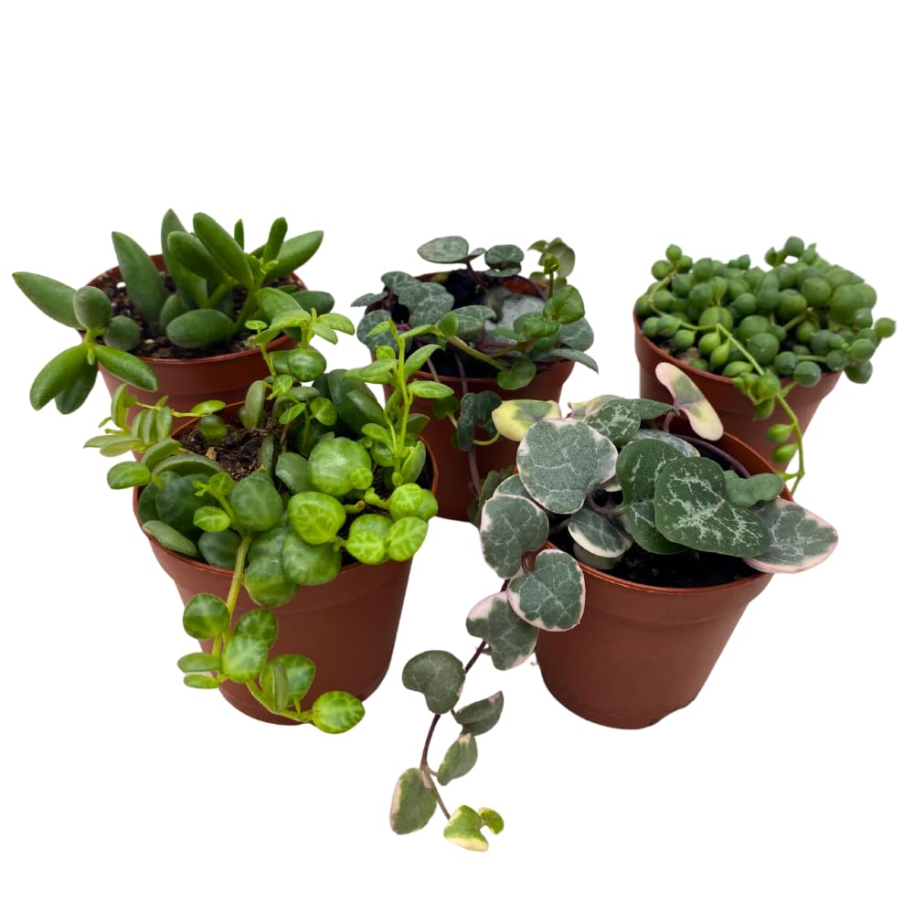 BubbleBlooms Succulent Strings Set of 5 Different String Plants in 2 inch pots Grower's Choice Includes Variegated String of Pearls, Turtles, Hearts, Frogs, Dolphins and More