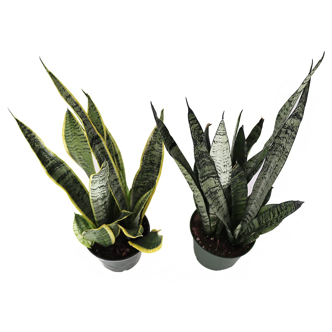 American Plant Exchange Snake Plant Bundle – Medium 6-Inch Pot Sansevieria Laurentii & Zeylanica, Low-Maintenance, Air-Purifying Live Houseplants for Home, Office, or Outdoor Garden Décor