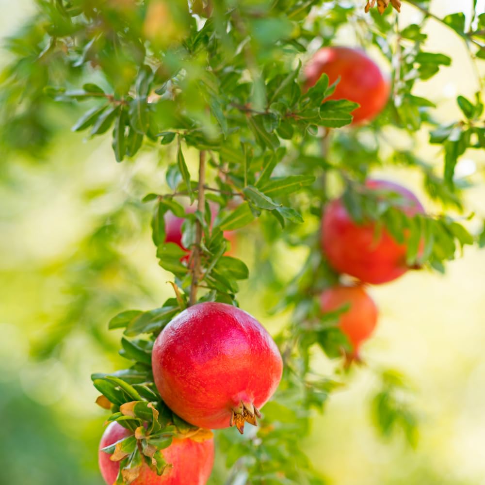 Pomegranate Tree Live Plant for Planting, 8–10” Tall in 4" Pot, Sweet Pomegranate Fruit Tree for Outdoor Growing