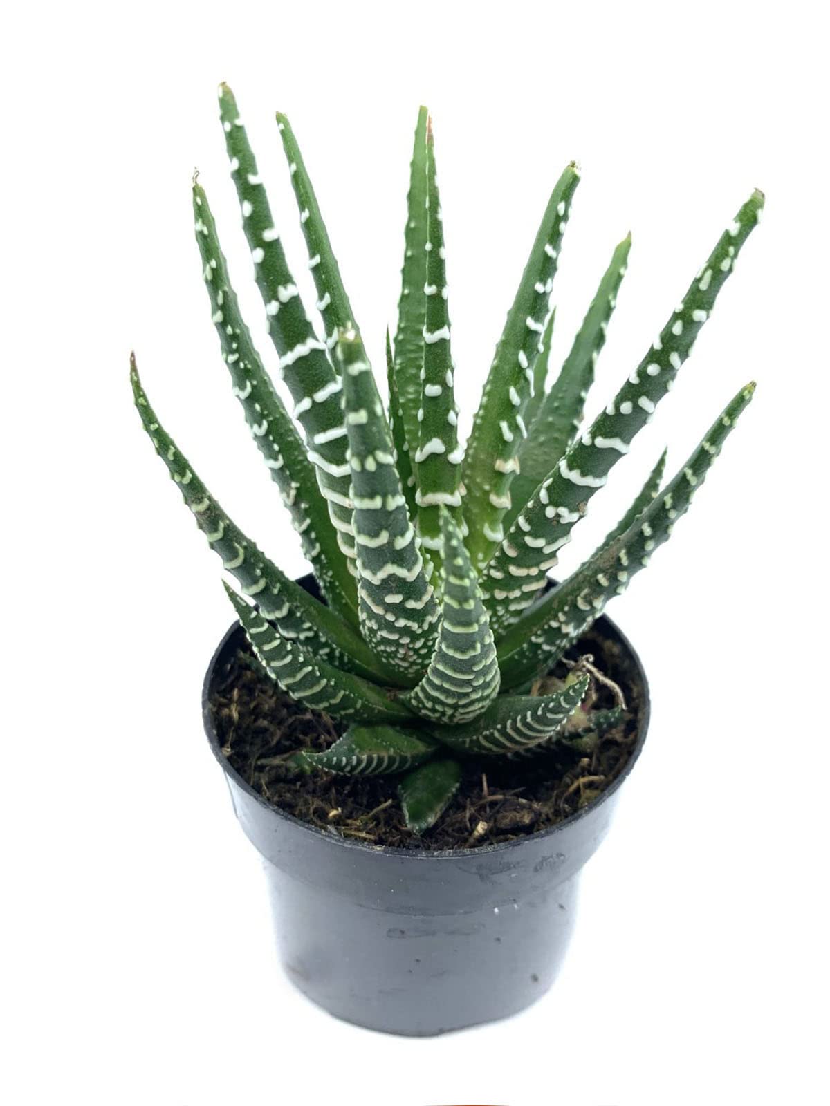 4" Live Plant Cactus Succulent-Haworthia Zebra, Gasteria Hybrid Plant-Fully Rooted, Drought Tolerate, Easy to Grow Indoor/Outdoor.