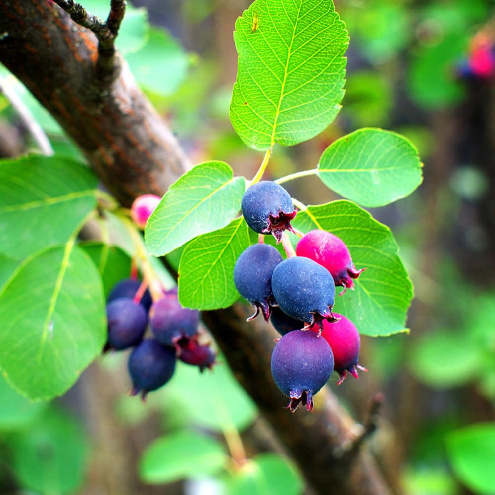 Serviceberry Plant Live for Planting 6 to 12 Inch Tall, Thornless Serviceberry Bush Live Plant for Outdoor