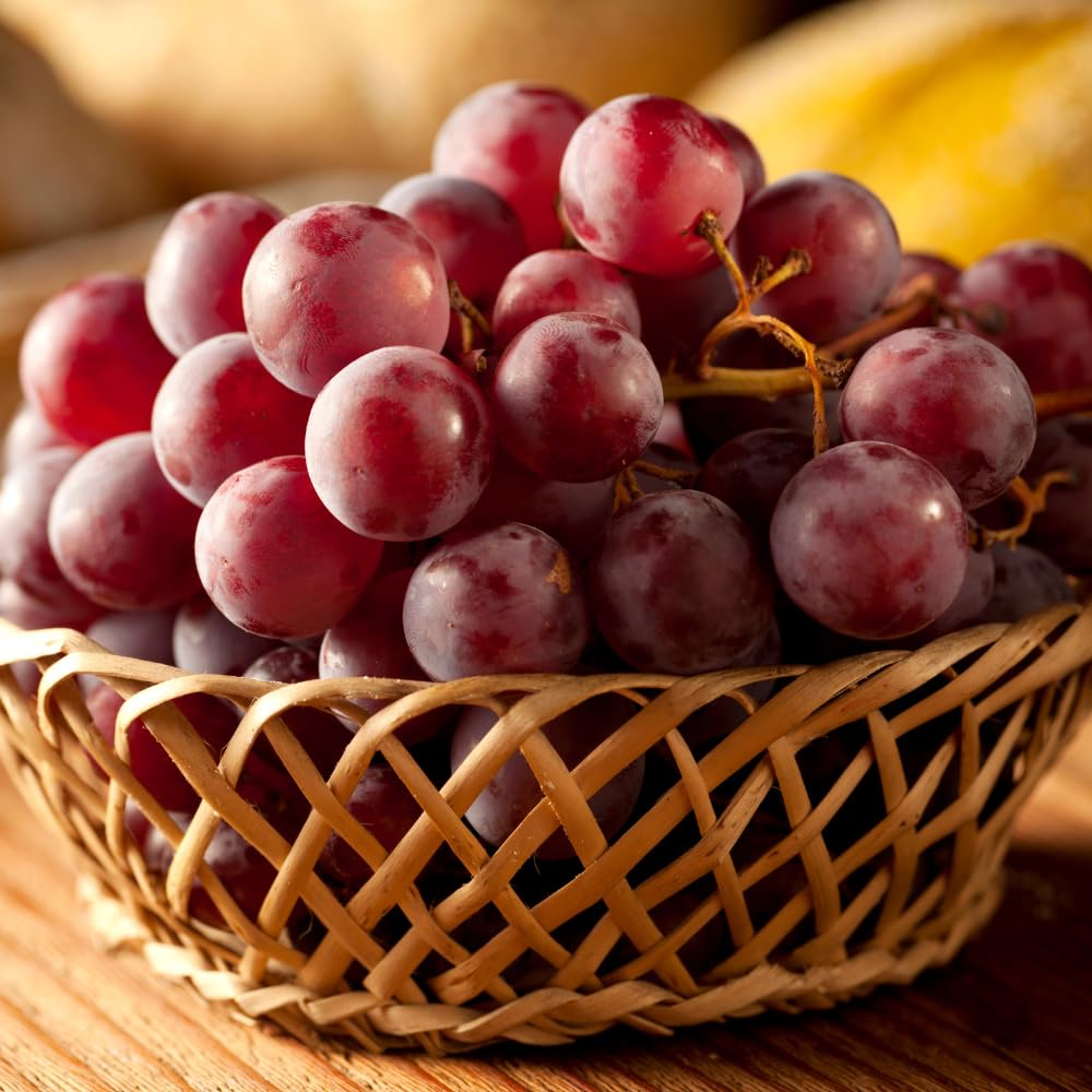 Grape Vine Plant Live for Planting Outdoors, Grape Plant Live Grape Tree to Grow 1-2 Years Old Well-Rooted, Black Grape Fruit Tree Live Plant (Red Grape)