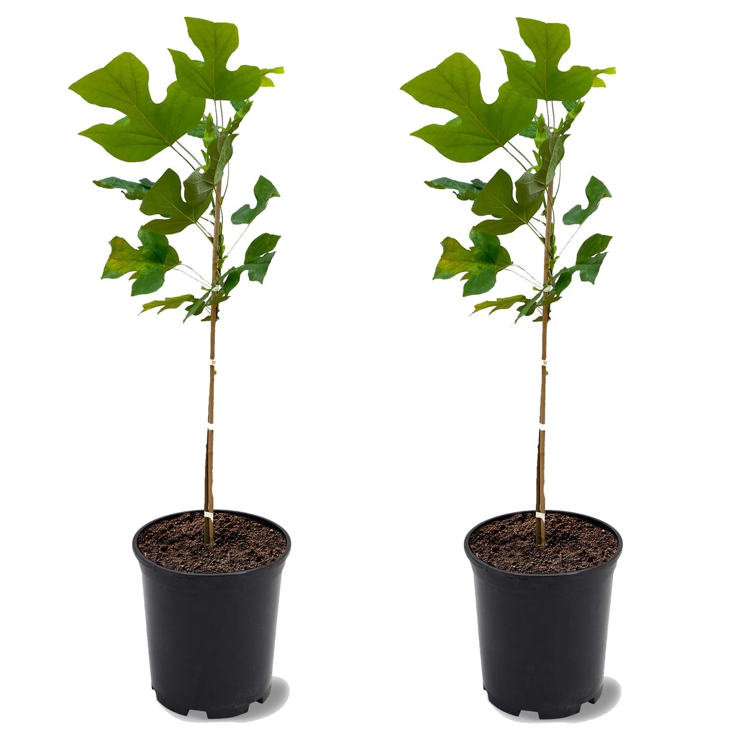 Tulip Poplar Tree, Yellow Blossoms, Lustrous Green Foliage, Deciduous, 2-3 ft Tree Height, 1 gal Nursery Pot (Due to Agricultural Laws, we Cannot Ship to CA, AZ, AK, or HI), 2 Trees