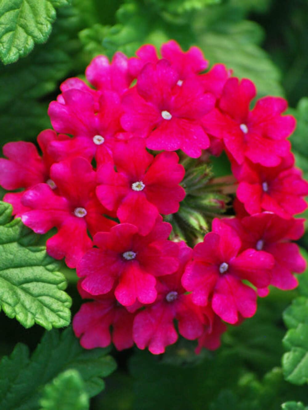 Perennial Farm Marketplace Verbena EnduraScape 'Hot Pink' (Vervain) Perennial, Size-#1 Container, Bright Fushia Flowers