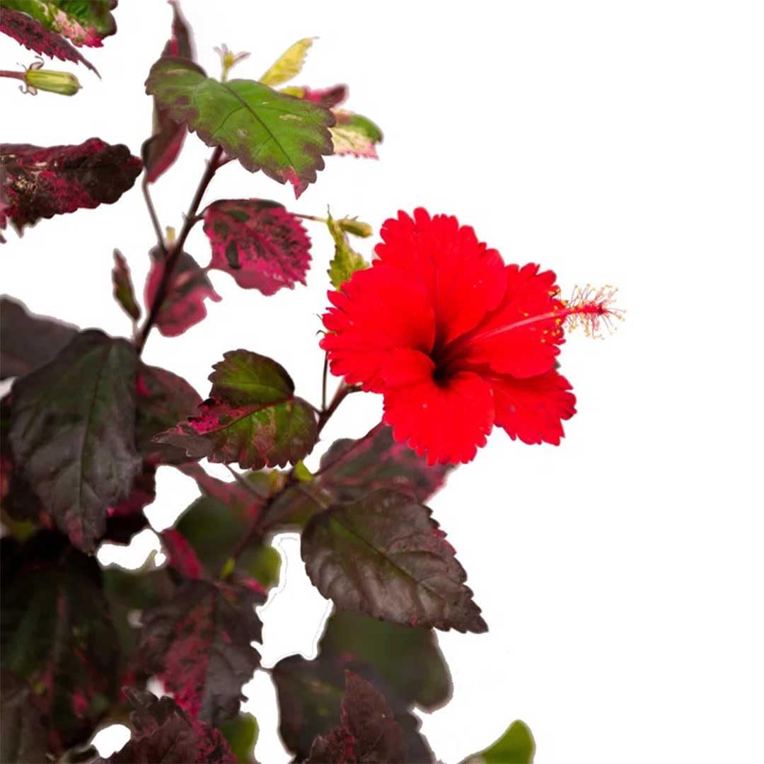 American Plant Exchange Hibiscus 'Red Hot' Plant – Live Flowering Bush, 10-Inch Pot, Tropical Variegated Red Blooms for Garden Beds, Patios, and Outdoor Landscapes