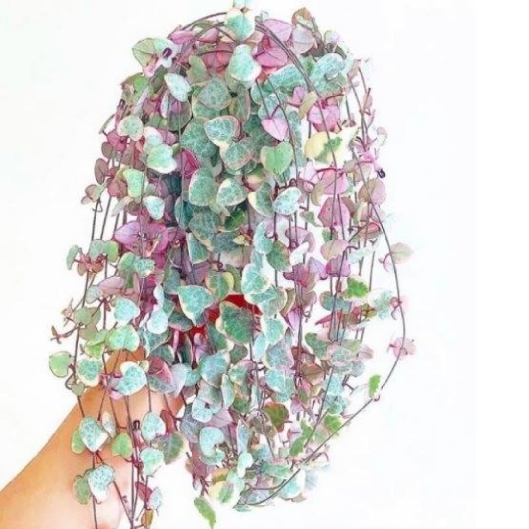 Variegated String of Hearts Live Plants, Easy Indoor Trailing Succulent in 2.5" Pot, Hanging Succulent Houseplant Indoor Outdoor Planting