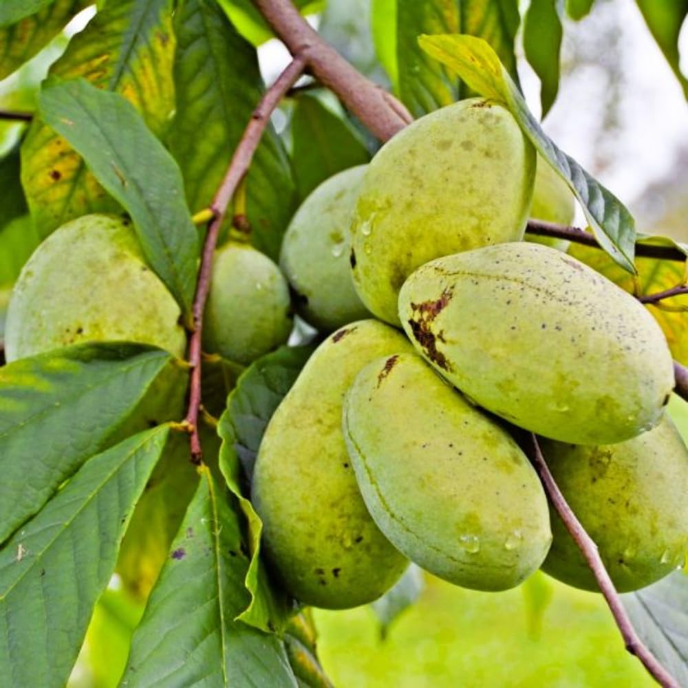 10 Months Old Pawpaw Tree Live Plant Seedling for Spring Planting, 6-12 Inches Tall, Quart Pot, Hardy Paw Paw Fruit Trees