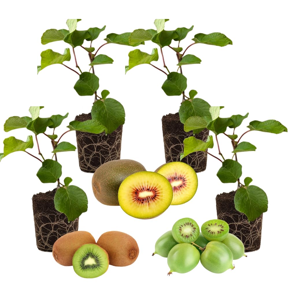 Set of 4 Hardy Kiwi Plants Live, 4-6 Inch Tall, Cold Hardy Kiwi Vine Starter Plants for Outdoor Growing