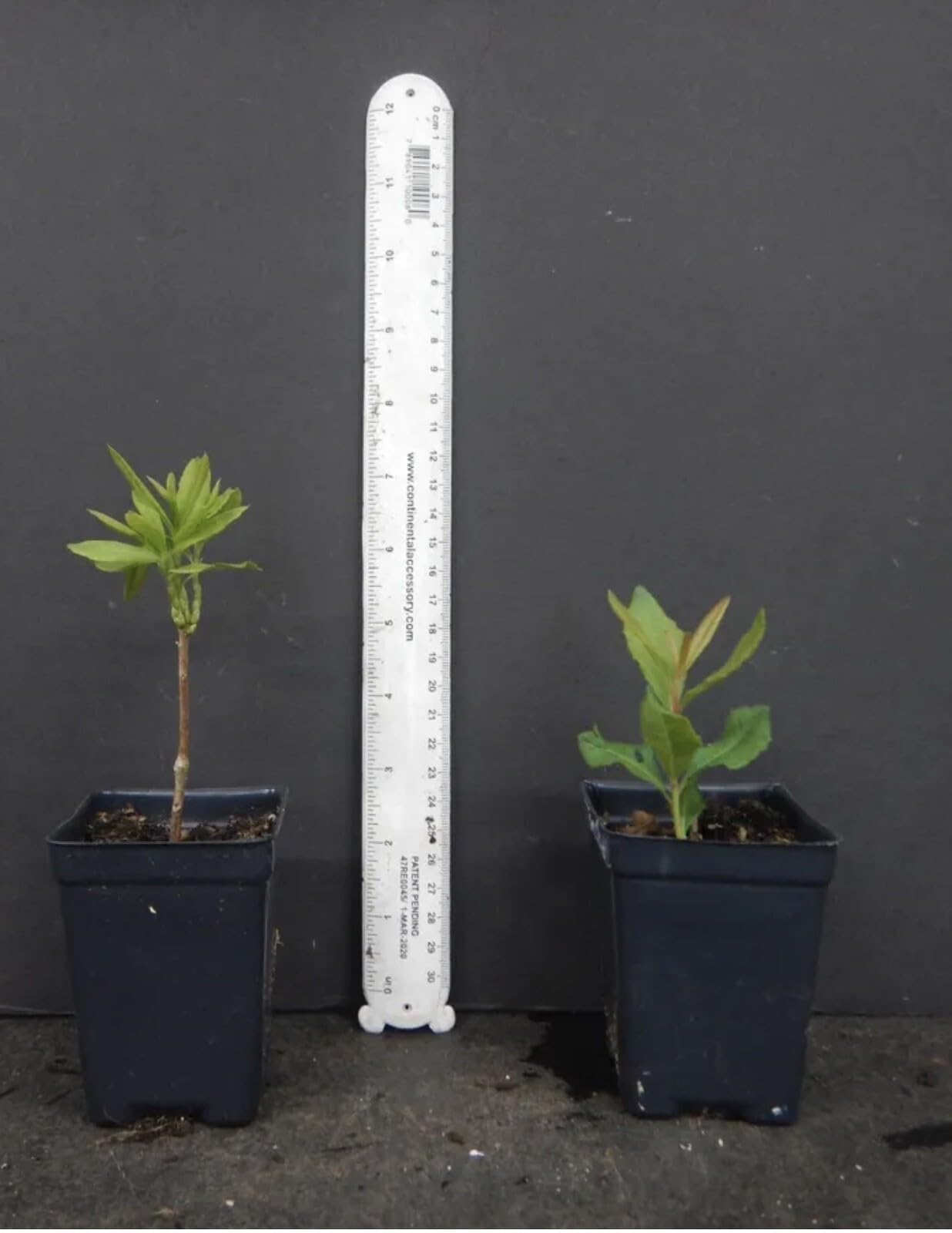 Live Plant - Tipsy Tangerinearomi Azalea Rhododendron Deciduous Small Starter Plantdormant!