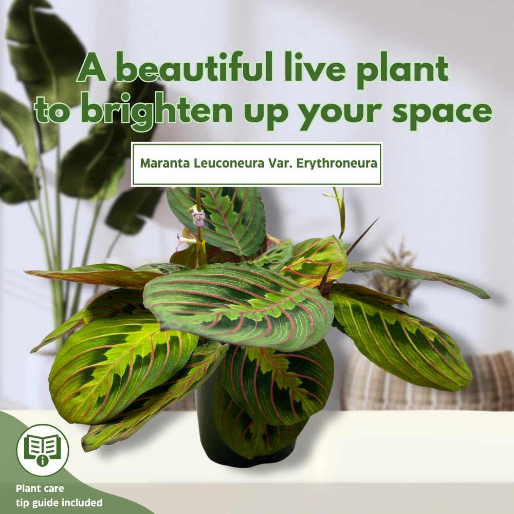 BubbleBlooms Red Veined Prayer Plant Maranta leuconeura in a 4 inch Pot