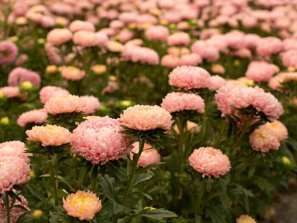 50+ King Size Apricot Aster Seeds Paeony Duchess Apricot Aster Flowers Garden Planting