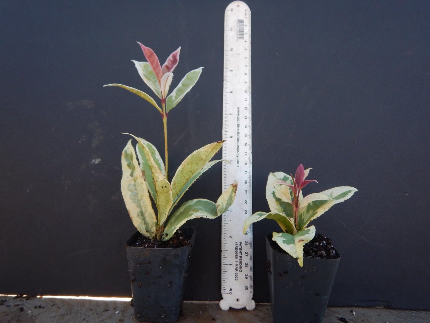 Live Plant - Yinbi Shuanghui Variegarted Fragrant Tea Olive Osmanthus fragrans Starter Plant