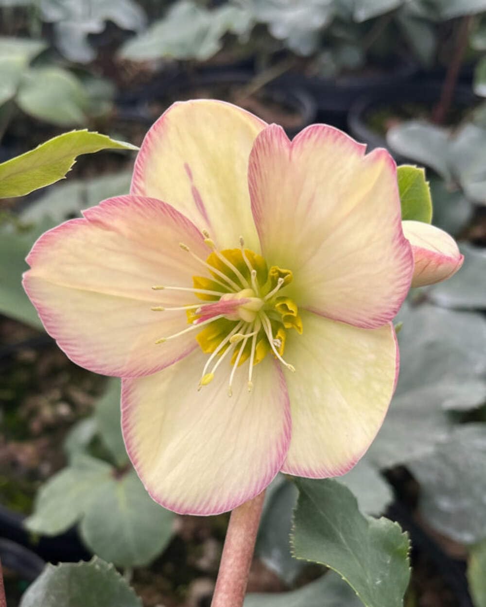 Perennial Farm Marketplace Helleborus HGC® Ice N' Roses® Picotee (Lenten Rose) Live Perennial, Size-#1 Container, Light Pink to White Winter Flowers with Dark Green Evergreen Foliage