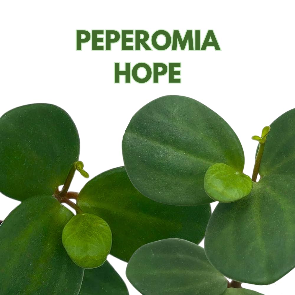 BubbleBlooms Peperomia Hope in a 4 inch Pot rotundifolia