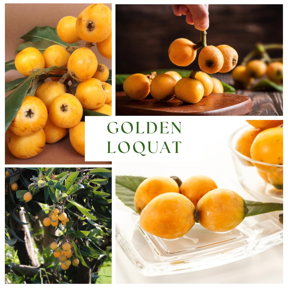 Loquat Tree Live Plant, Sweet Loquat Plant, 2 Feet Tall, 3 Gallon Pot, Ideal for Garden and Patio, No Ship to CA