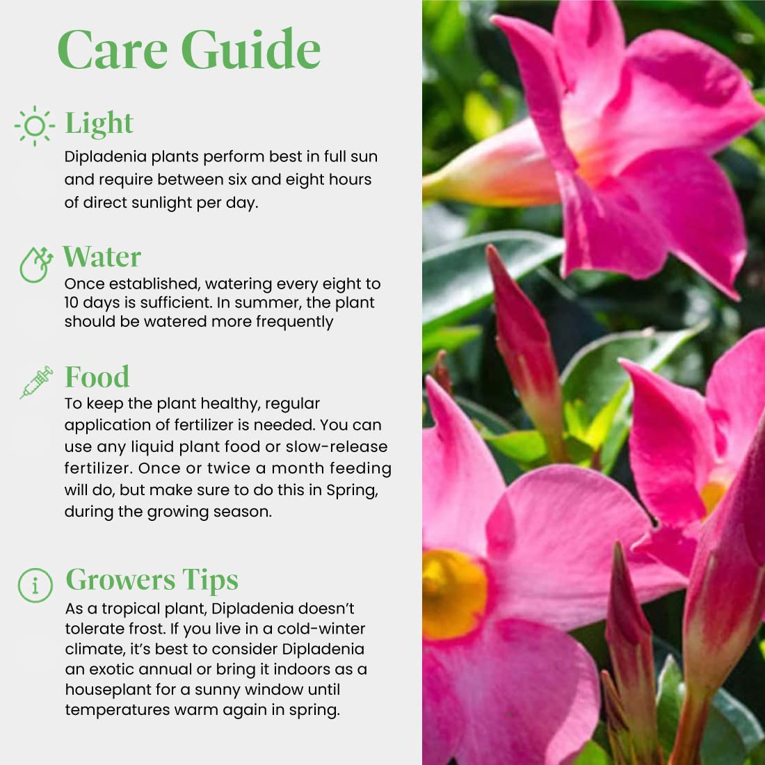 American Plant Exchange Dipladenia Bush 'Pink', 6-Inch Pot, Continuous Blooms, Easy-to-Care Live Plant for Indoor & Outdoor Use, Flowering Shrub Perfect for Landscapes, Container Gardens & Patios