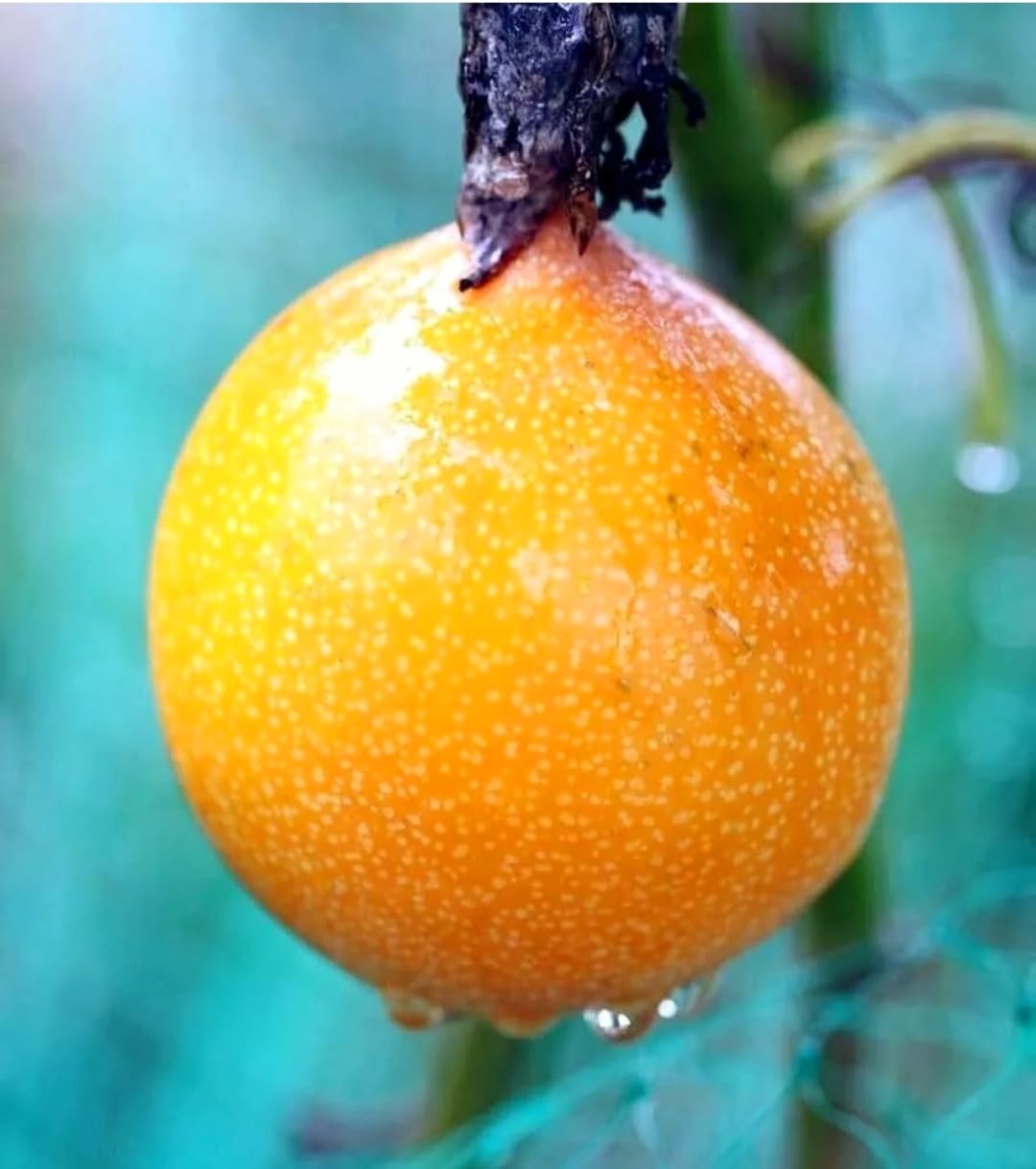 15 Sweet Passionfruit Yellow Granadilla Seeds Rare Passiflora Fruit Species, Freshly Picked