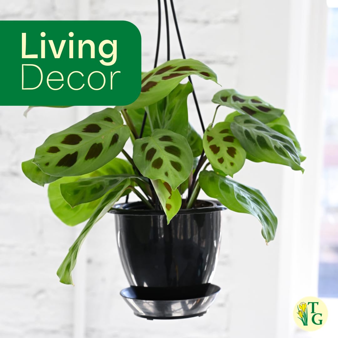 Thorsen's Greenhouse Green Prayer Plant, Live Indoor Plant, Pet Friendly, Uncommon Houseplant, Green Maranta, Easy to Grow, 4" Diameter Pot (Lavender)