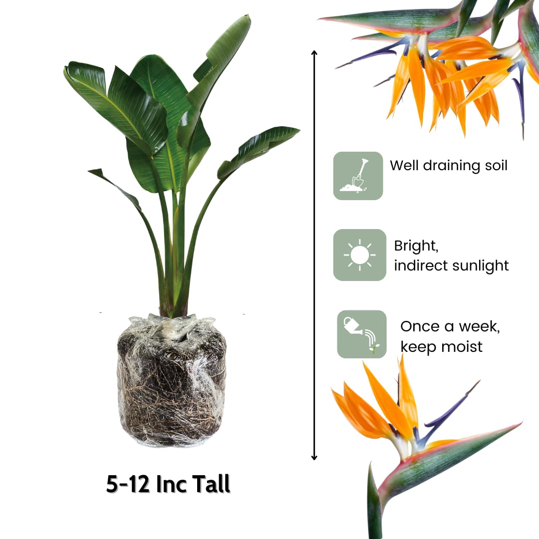 Bird of Paradise Plant - Live Tropical Ornamental Houseplant, Indoor and Outdoor Planting, Zones 9-11 (Yellow)