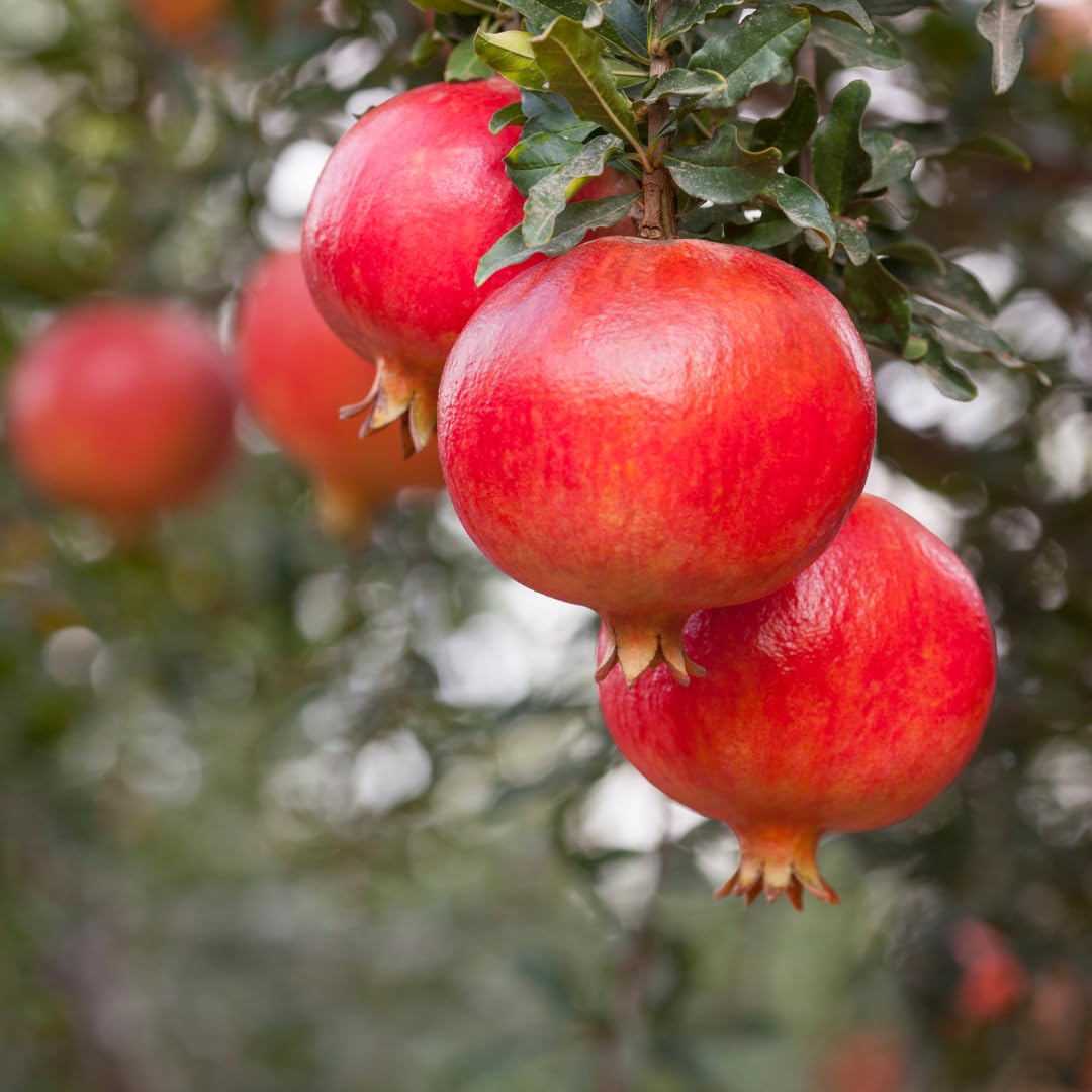 Sweet Pomegranate Tree Live Plant, Red Wonderful Pomegranate Tree Zone 8 to 11, Size 8 to 10 Inch Tall