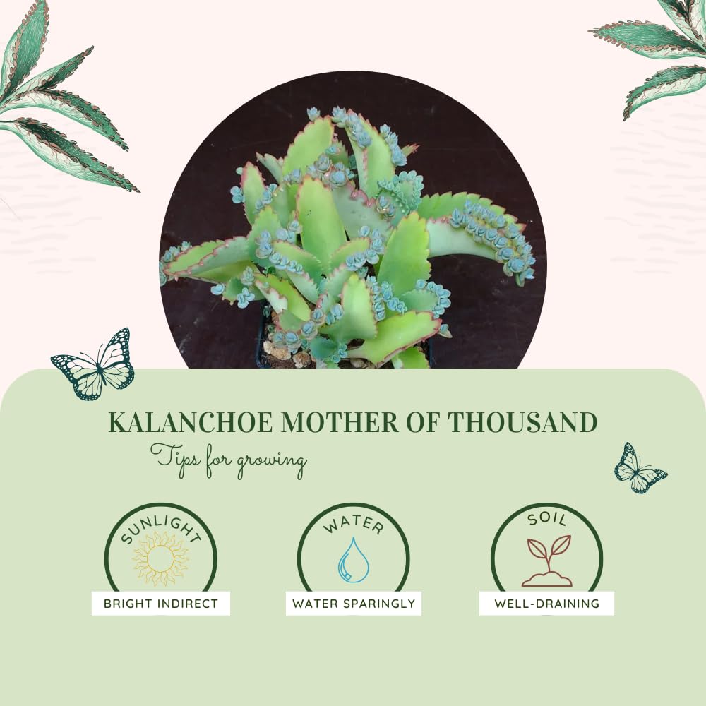 Kalanchoe Live Plant, Kalanchoe Mother of Thousands, Variegated Succulent Houseplant Indoor, 2 Inch Pot (Green)