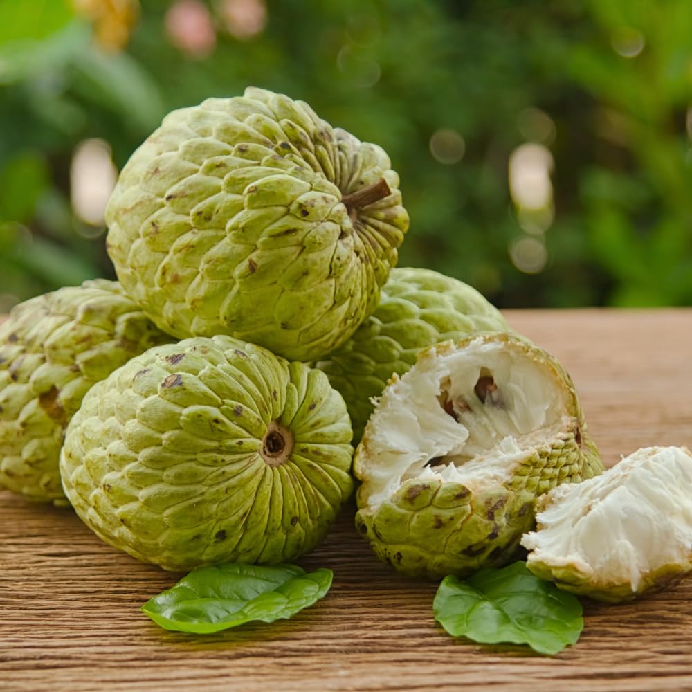 Sugar Apple Tree Live Plant, Green Sugar Apple Fruit, 3 Gallon Pot, 2-3 Feet Tall, Creamy Sweet Tropical Fruit Plant for Indoor Outdoor Growing, No Ship to CA
