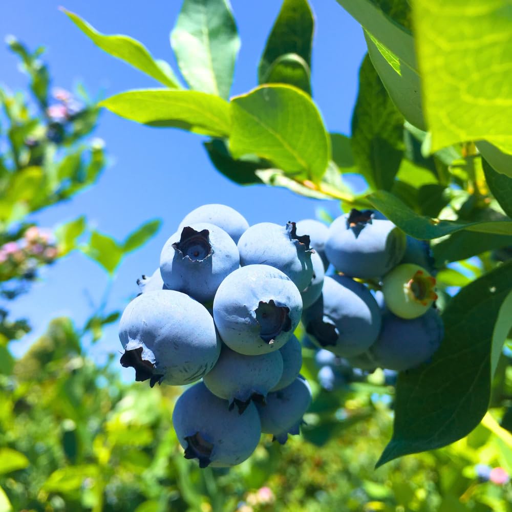 Set 3 Southern Highbush Blueberry Tree Plants Live 1 to 2 Year Old, Blueberry Fruit Tree Live Plant, Blueberry Bush, Blueberries Plants Live for Planting Outdoor Garden Perennial